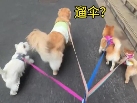 原来伞也需要遛啊? #娱乐
