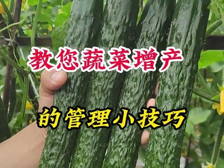 白醋兑水种啥都能高产,#蔬菜种植#黄瓜种植#番茄种植#农业种植#新农人