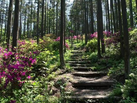 #广元利州 #天曌山森林公园 是国家4A级旅游景区,向全国游客#免费开放 。这两天,公园内的数十亩野生杜鹃花次第盛开,似云似霞,美不胜收,吸引了不少当地市民和外地游客前来拍照打卡,感受生态之美。