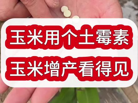 玉米用上土霉素,增产丰收挡不住#玉米#玉米种植#农业种植#三农