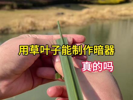 用草叶子真的能制作暗器?
