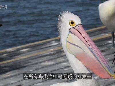 鸬鹚真不愧天选工具人,鹈鹕竟然也用它们捕鱼! #鹈鹕 #动物 #趣闻 #冷知识