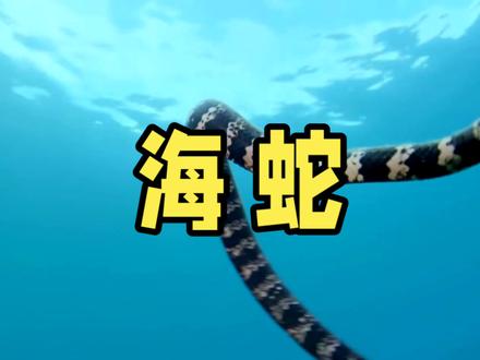 海蛇;海洋里的神秘杀手 #海洋生物 #海蛇