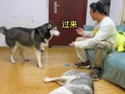 盘点全网那些不干人事的人类,我不是人,但你是真的狗呀!!! #不干人事