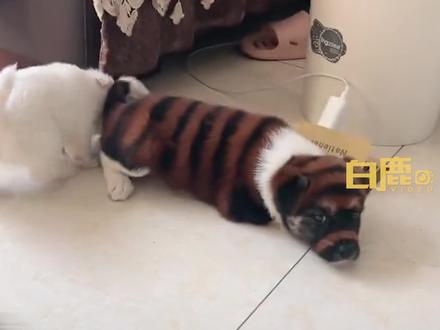 男子花700买虎皮犬回家成染色狗#狗 #社会