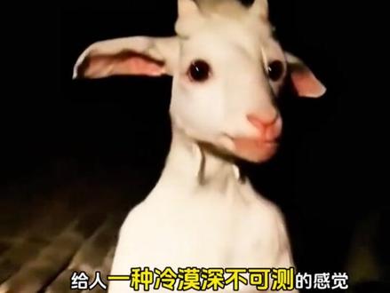 羊为什么被称为最邪恶的动物? 你知道吗?羊,竟然被称为‘最邪恶的动物’!听起来不可思议,但在有些地方,羊确实被认为是“邪恶”的代表。他们认为,羊的眼睛非常独特,它们的瞳孔是横向的矩形,给人一种冷漠、深不可测的感觉。古人认为这种眼睛能看透人的灵魂,充满了神秘色彩。还有一些地区,羊的叫声被认为是死人的灵魂在呼唤,预示着灾难的来临。甚至说羊会在夜里迷惑路人,让人迷失方向。另外,在西方文化中,同样有着类似的说法,羊常被与恶魔的形象联系在一起。恶魔的标志之一就是羊角,这或许是因为羊在古代祭祀中常被用作祭品,久而久之,它的形象就被赋予了神秘甚至邪恶的色彩。但其实,羊生性胆小、温顺,还很容易受惊。它被误解成最邪恶的动物,实在是冤枉。以上就是羊被称为“最邪恶动物”的原因,你有听过类似的传说吗?欢迎在评论区告诉我!#动物世界 #科普达人 #邪恶的羊 #神奇动物在抖音 #看动物世界品百味人生