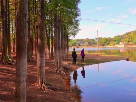 邵阳县长阳铺“泉井水库红杉林”,自然的天空之境拍照超美。邵阳市区周边三大网红红杉林之一。
冬日暖阳下的红枫大道,好看极了。12月中旬前后为最佳观赏期。
#旅游推荐官 #邵阳周边游 #泉井水库红杉林 #小众景点 #航拍最美家乡