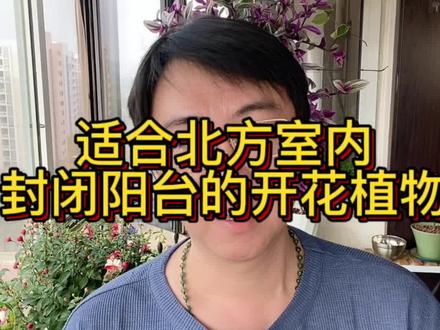 推荐几款适合北方室内封闭阳台的开花植物#爱生活爱养花 #花卉绿植 #养花 @DOU+小助手