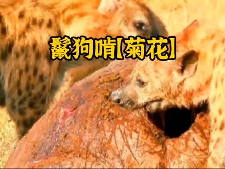 鬣狗——真正的掏肛大师!先舔尖尖,在舔边边,最后围着边边画圈圈😂#神奇动物在抖音 #野生动物零距离 #一定要看到最后 #鬣狗 #保护动物