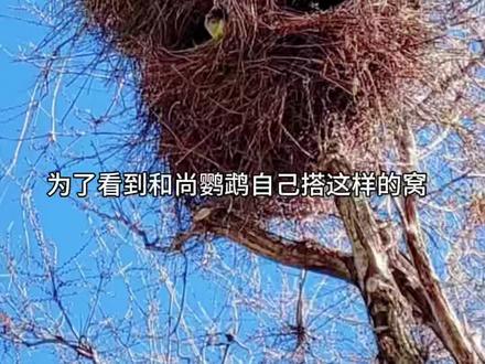 一切都是为了看它们搭窝 #真实生活分享计划 各位网友也是费劲心思,这样算是完全模拟自然环境了吧? 再不会 那搭窝图片就是骗人的了🤔#和尚鹦鹉