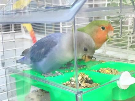 这个房子喂食器直接就把鸟笼侧门利用起来了#鹦鹉喂食器 #养鸟经验分享 #手养鹦鹉