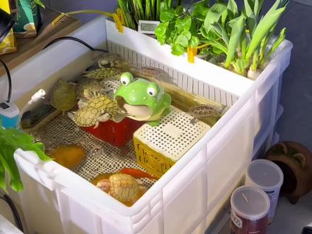 生态龟缸必种的净水植物王者——水竹,根系超级发达四季常青,就是一个天然的龟缸过滤器,水里的脏东西全被它吸收了,水质自然清透也不会臭了#养龟日常 #生态龟缸