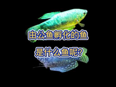 由公鱼孵化的鱼是什么鱼呢? #观赏鱼 #热带鱼 #养鱼日记 #水族 @DOU+小助手 @抖音小助手 @鱼叔(鱼跃天下)