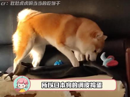 有狗教的柴,离柴越来越远了(@壮壮虎虎响当当的吃饼干)#狗狗 #中华田园犬 #柴犬 #万万没想到