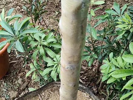 托鲁巴姆一树五品嫁接后续来了,持续更新中…… 心心念念的托鲁巴姆嫁接茄子辣椒西红柿圣女果人参果后续,喜欢的点个关注后期不断更新嫁接视频!
#托鲁巴姆砧木 #嫁接我是认真的#阳台养花种菜 #乡村生活记录视频