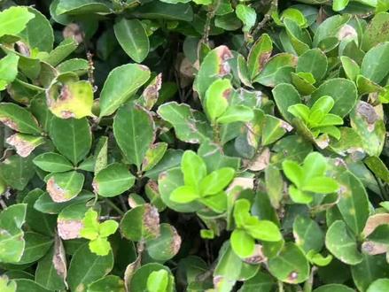 冬青发黄枝枯怎么办 有啥药可以去治疗#冬青卫矛 #枯黄萎病 #日本辐射水 #病虫害防治