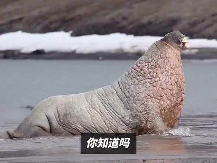 你见过会变色的海象吗?北极的神奇生灵让你大开眼界! #海象 #野生动物 #动物 #神奇动物
