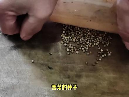 爱吃香菜自己种!种子太硬不容易发芽?这样处理不浸泡,出芽率高 #种子发芽 #种菜小技巧 #在家种菜