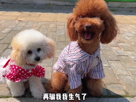 西瓜:咱就是说!这个假期过得像坐过山车一样…#毛孩子天天都是小长假