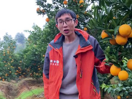 平时都是你们问我 现在换我问你们了 #嫁接高手 #嫁接技术 #柚子嫁接 一个人它真要是啥果树品种之间的嫁接技术都了解得一清二楚 那就怪了,我果南北差异大 气候各不相同 ,果树种类繁多 。你们可以把我当做一个信息中转站 我把你们的实践结果 汇总分析,然后再传播 这才是正确的打开方式,大家都受益