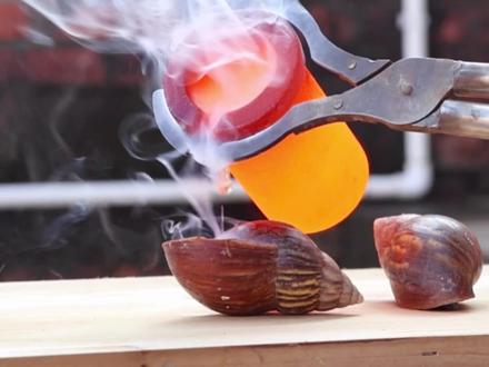 把1000度的盐水浇在非洲蜗牛身上!会发生什么事?#非洲蜗牛 #入侵物种 #实验