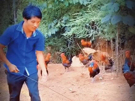 #抓鸡神器 #抓鸡钩子