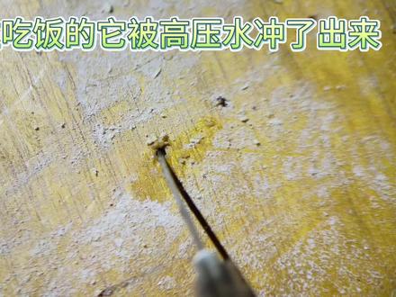 又是祸害地板的半个小时#病虫害防治 #粉蠹虫