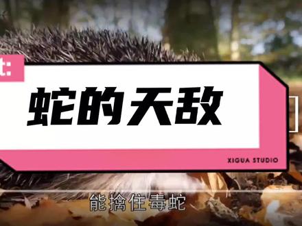 蛇的天敌有那些 #科普一下