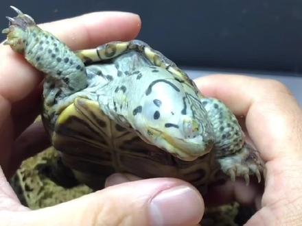 钻纹1希望还有2出现……