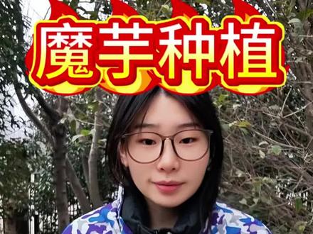 一颗魔芋一片土霉素,魔芋块茎撑破土。#魔芋 #魔芋种植 #魔芋种植技术 #魔芋管理 #三农