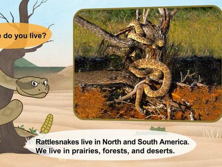 动物世界第14集 响尾蛇#英语启蒙 #英语 #趣味英语 #看动画学英语