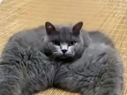 全网最阴拔罐猫!雷霆大罐拔起来🤘🏻🤘🏻🤘🏻#蓝猫 #拔罐猫