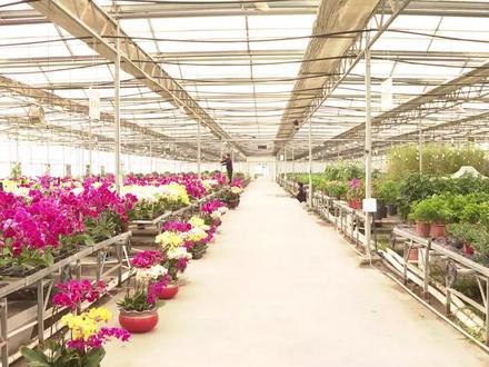 四十一团草湖镇抢抓机遇 打造南疆最大的花卉基地! #四十一团草湖镇 #花卉基地