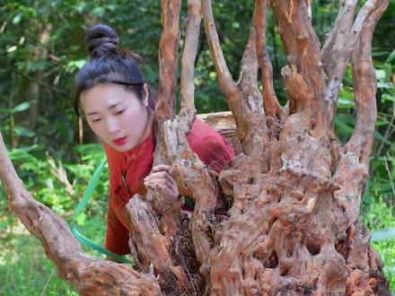 培育杜鹃的过程,已经变成了我的爱好和享受,看着它一个芽一个芽冒起来的时候,所有的都值得了, 盆友们,可以分享下你们的培育方法!!#杜鹃盆景 #盆景 #花卉绿植