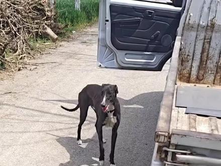 你朋友能跑得过它吗?#狗狗 #科普