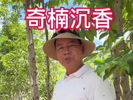 奇楠什么地方不能种植吗?造香多大距离最好呢#海外奇遇见闻录第二期 #珍稀的奇楠香 #透顶绿奇楠 @DOU+小助手