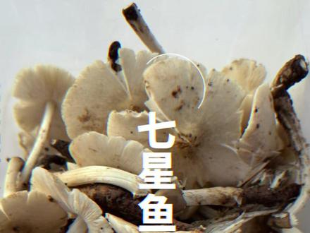 尝试用七星鱼煮鸡枞菌汤,鲜到掉眉毛。 #我的乡村生活 #户外捕鱼
