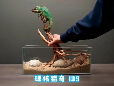 毁天灭地的沙皇擦炮 不愧是战斗民族的俄童玩具 🔥 #奇葩挑战 #沙皇擦炮 #老外真会玩 #整活 #解压 @DOU+小助手 @DOU+上热门 @抖音媒体内容优推官
