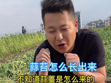 城里人应该不知道蒜苔是怎么长出来的,它是蒜的儿子。#农村生活