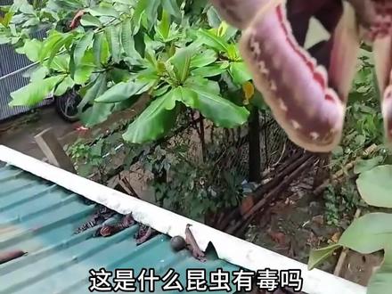 带你认识这些有毒昆虫#昆虫 #神奇的动物在抖音 #科普