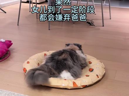 女儿大了,越来越有自己的心思了 #萌宠出道计划 #三花猫 #像狗一样的猫 #动物的迷惑行为 #卫仕爆爆桶