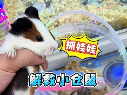 起猛了!今天在娃娃机抓了满满一窝仓鼠🔥 竟然还可以get这么可爱的猪妞🐽#抓娃娃