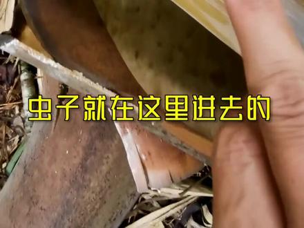 又找到一颗有竹虫的竹子,这个洞应该就是进去产卵留下的#云南 #大自然的馈赠 @抖音小助手