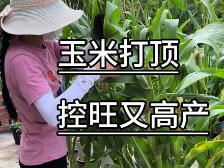 等玉米须变黑后就可以打顶了,打顶能让养分集中回流,结出更饱满的玉米,还能抗倒伏,你也试试吧#玉米种植 #种植小技巧 #记录我的种植生活