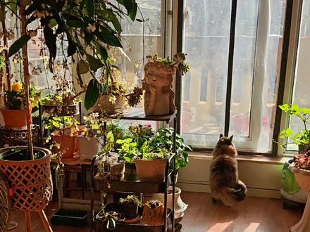 养猫能不能养垂丝茉莉?垂丝茉莉对猫咪有害吗?哪些植物对猫咪有害?#养花小知识 #家庭种植