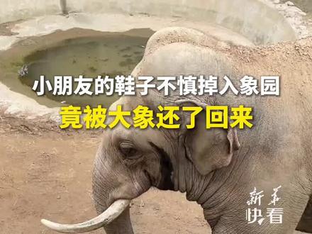 小朋友的鞋子不慎掉入象园,竟被大象还了回来