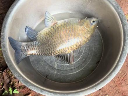 「记录渔获」:试试神饵黑水虻,没训口的情况下,一上午就一口!#钓鱼🎣 #野钓#黑水虻 #野钓清波