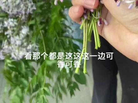 苦楝花开了,身边有的,采一点放家里有用处 #苦楝花#夏天的信使 #小妙招#守山奶奶