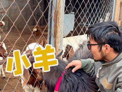 春哥对象名字已经确定。叫“二哥”。生了小羊,全部送给网友。