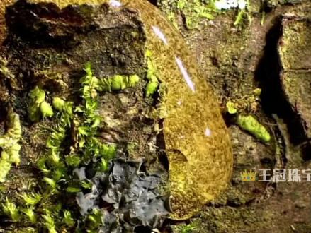 十秒速看👀琥珀形成全过程!#琥珀蜜蜡 #纪录片 #热门热门